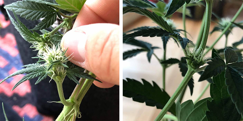 Comment &eacute;viter les plants de cannabis hermaphrodites