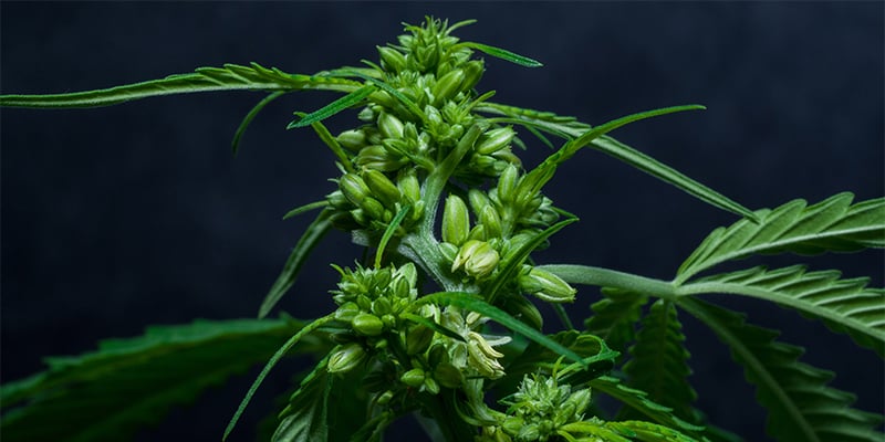 G&eacute;rer les hermaphrodites sans paniquer