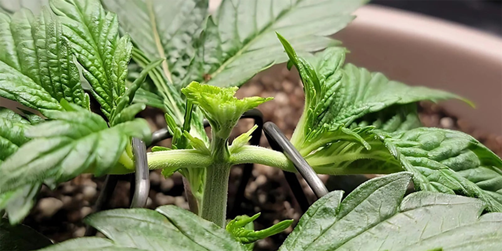 Fimming des plants de cannabis Fimming des plants de cannabis