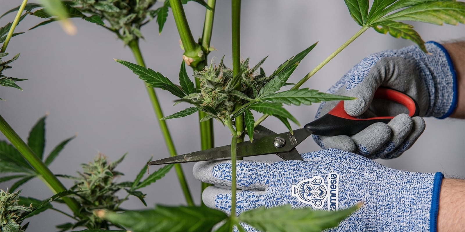Comment tailler les plants de cannabis en toute sécurité Comment tailler les plants de cannabis en toute sécurité