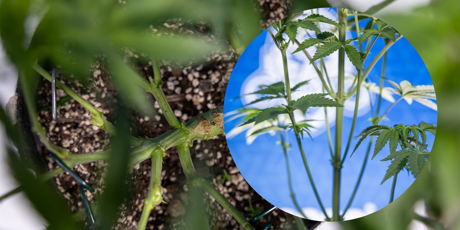 Lollipopping des plants de cannabis Lollipopping des plants de cannabis