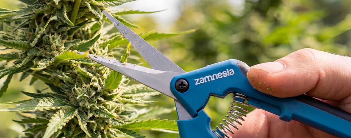 Tailler le cannabis : quand, pourquoi et comment le faire correctement Tailler le cannabis : quand, pourquoi et comment le faire correctement