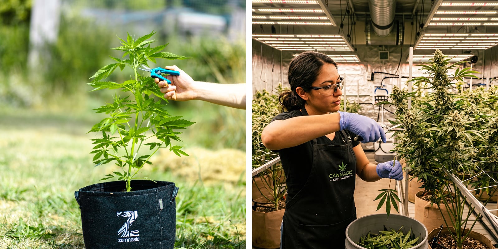 Taille du cannabis : plants en intérieur vs en extérieur Taille du cannabis : plants en intérieur vs en extérieur