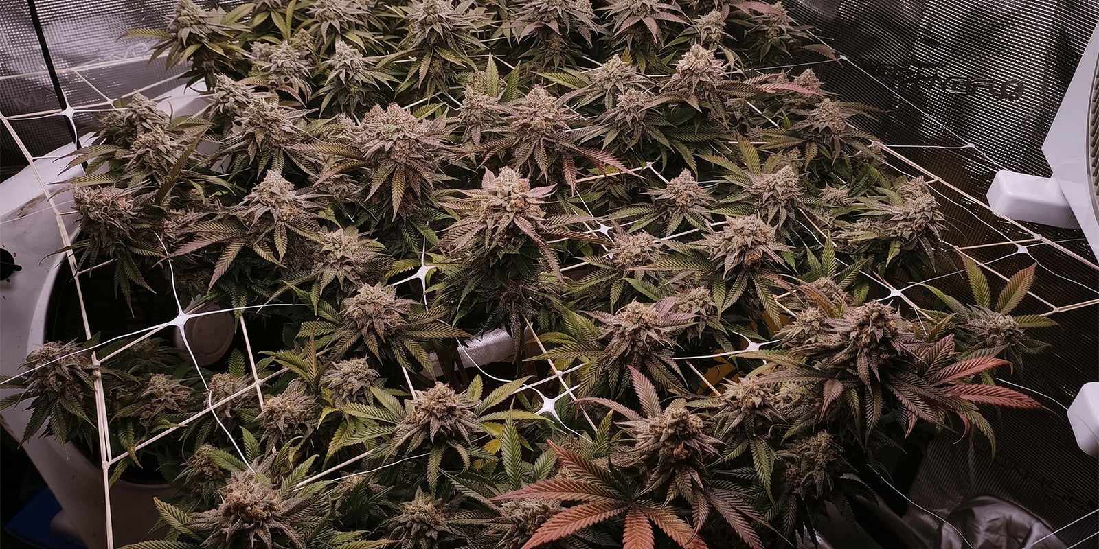 SCROG et taille SCROG et taille