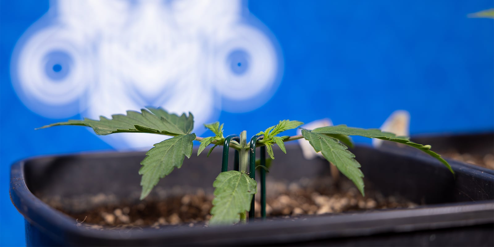Étalage des plants de cannabis Étalage des plants de cannabis