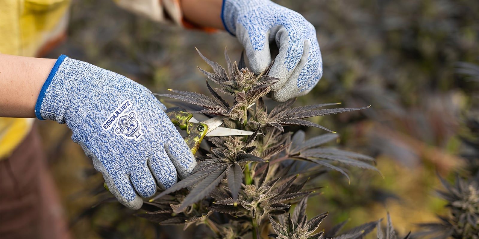Quand faut-il tailler le cannabis ? Quand faut-il tailler le cannabis ?