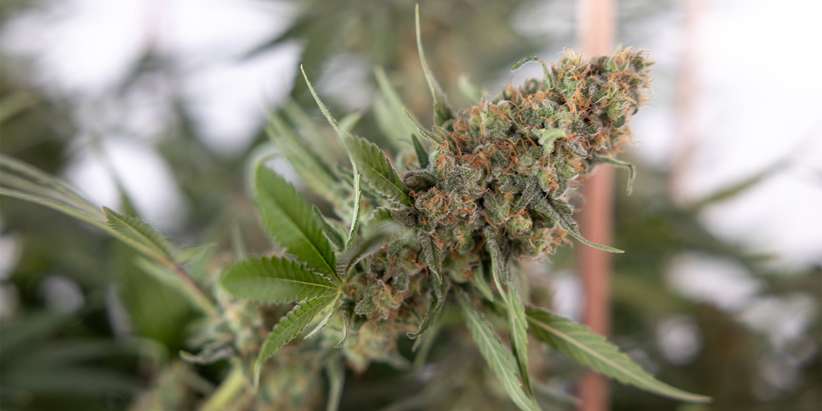 Pourquoi tailler les plants de cannabis ? Pourquoi tailler les plants de cannabis ?