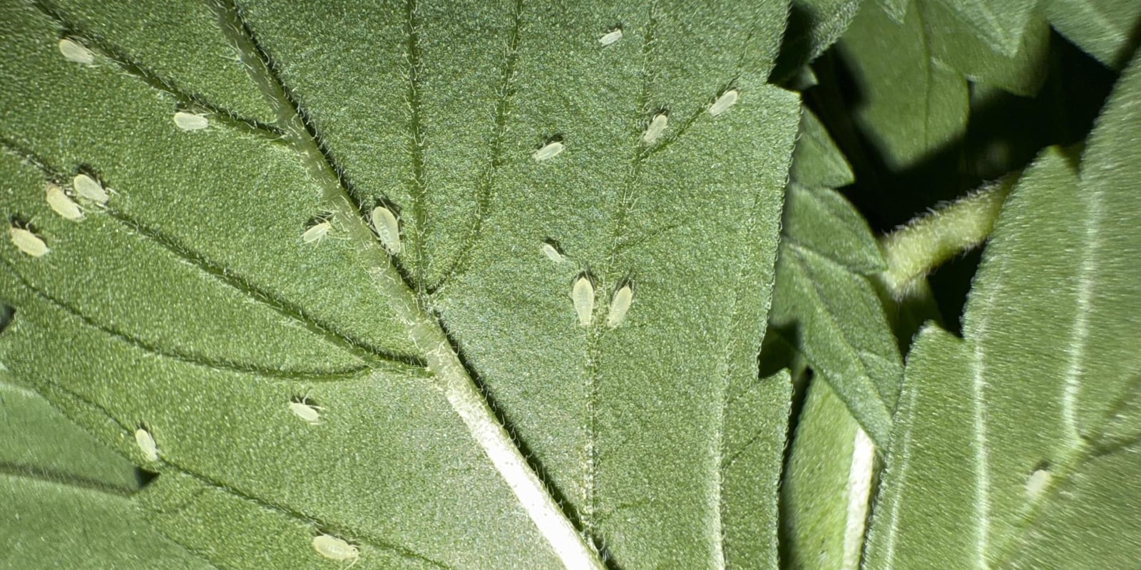 Comment identifier les pucerons sur les plants de cannabis Comment identifier les pucerons sur les plants de cannabis