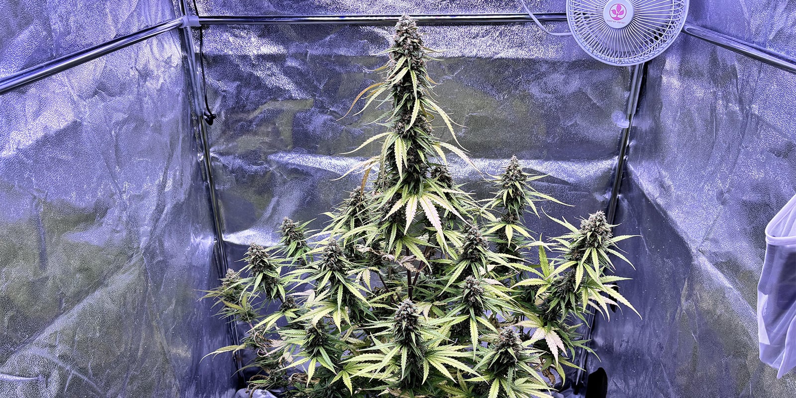 Comment prévenir les pucerons sur les plants de cannabis Comment prévenir les pucerons sur les plants de cannabis