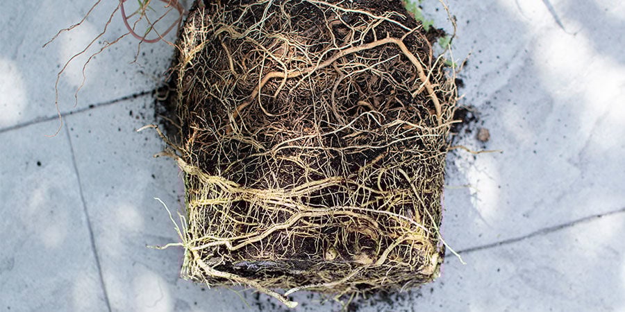 Identification Des Chignons Racinaires