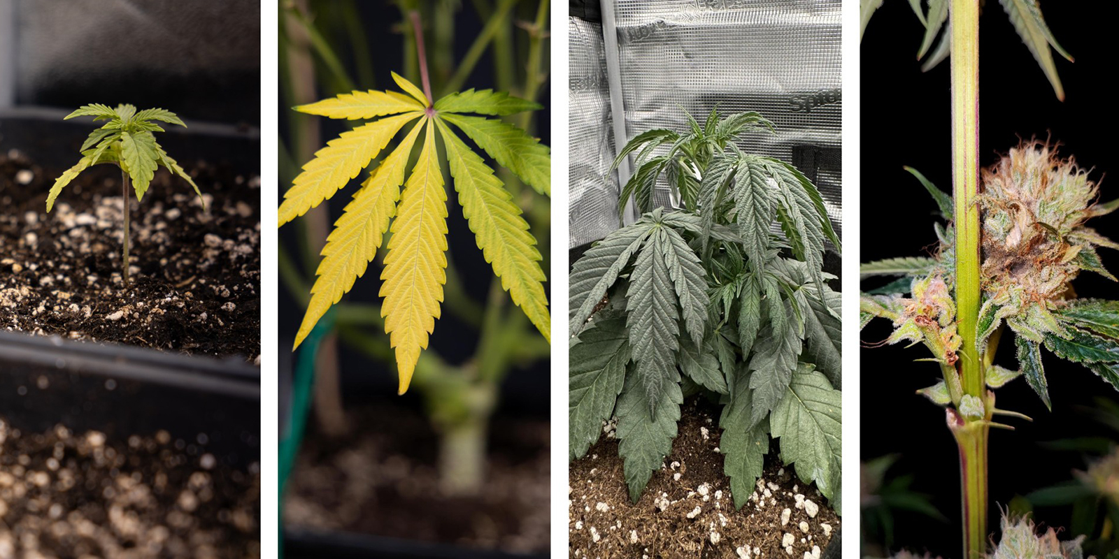 Sympt&ocirc;mes visibles au-dessus du substrat