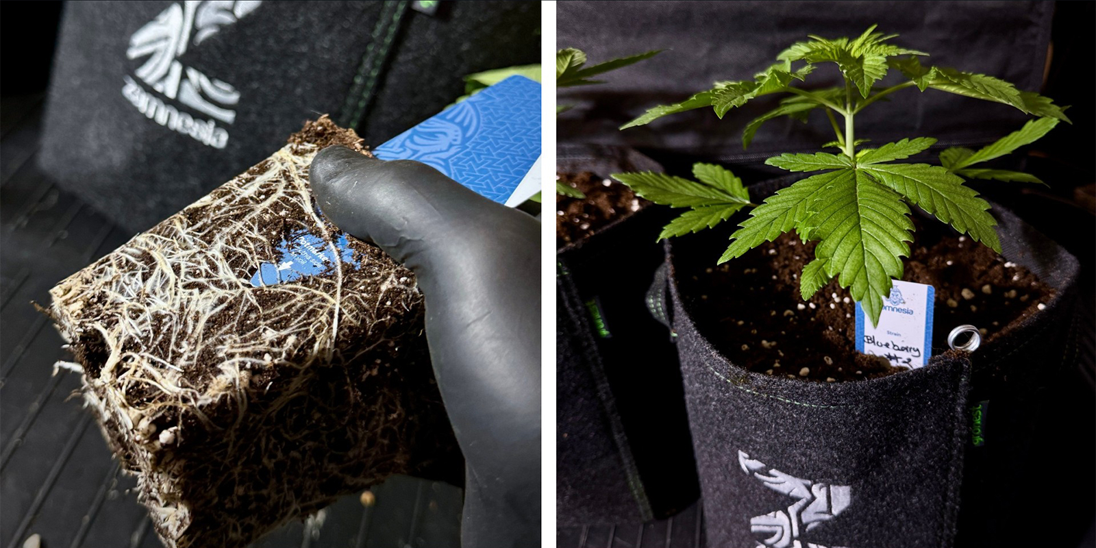 Option 1 : rempoter dans un pot plus grand