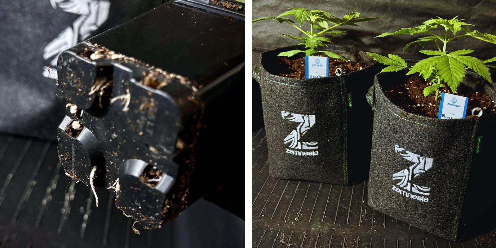 Pr&eacute;venir le fait qu&rsquo;une plante soit &agrave; l&rsquo;&eacute;troit &agrave; l&rsquo;avenir