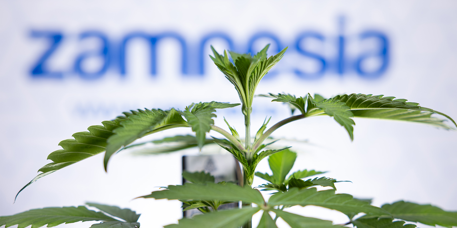 Probl&egrave;mes de racines ? R&eacute;gl&eacute;. Maintenant, laissez vos plantes s&rsquo;&eacute;panouir !