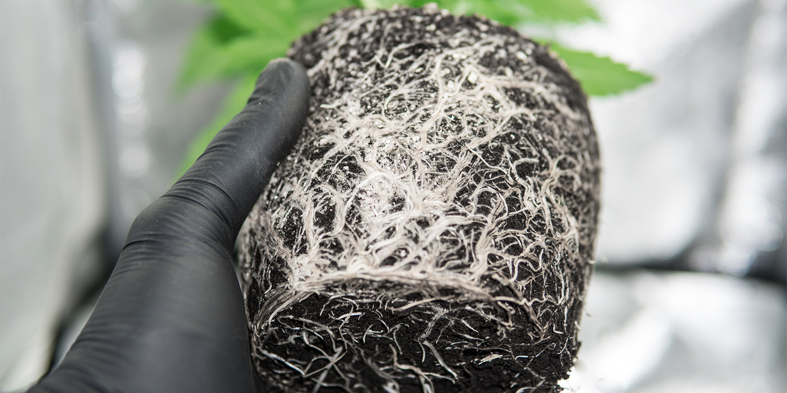 Indices dans la zone racinaire