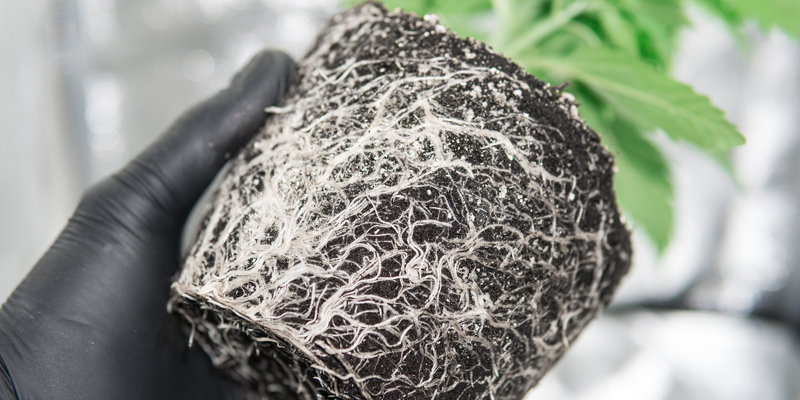 Qu&rsquo;est-ce qu&rsquo;un cannabis &agrave; l&rsquo;&eacute;troit dans son pot ?