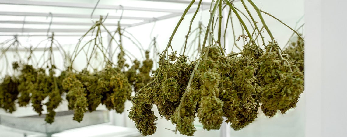 Comment sécher votre cannabis