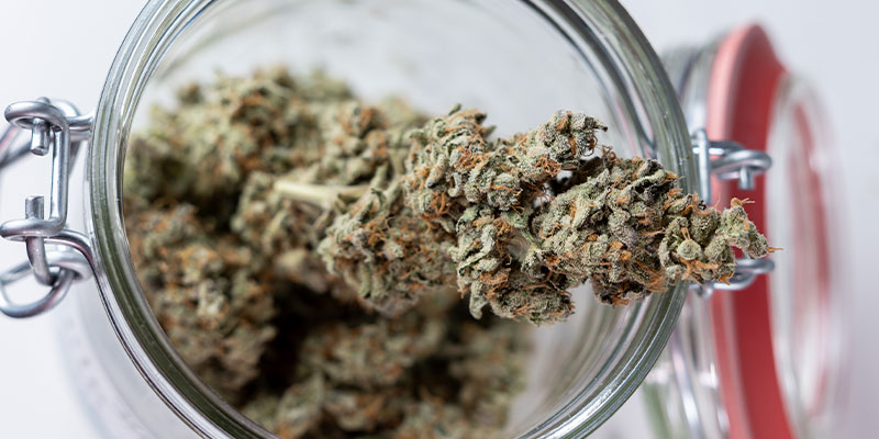 Prêt pour la prochaine étape ? Commencez le curing de votre weed dès aujourd’hui !