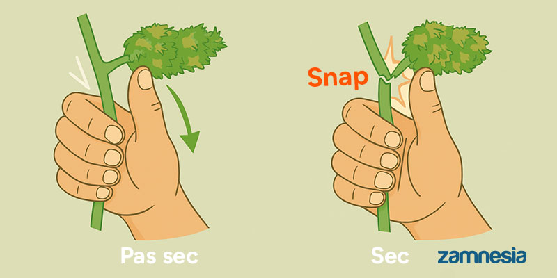 Comment savoir si vos têtes sont bien sèches et prêtes pour le curing?