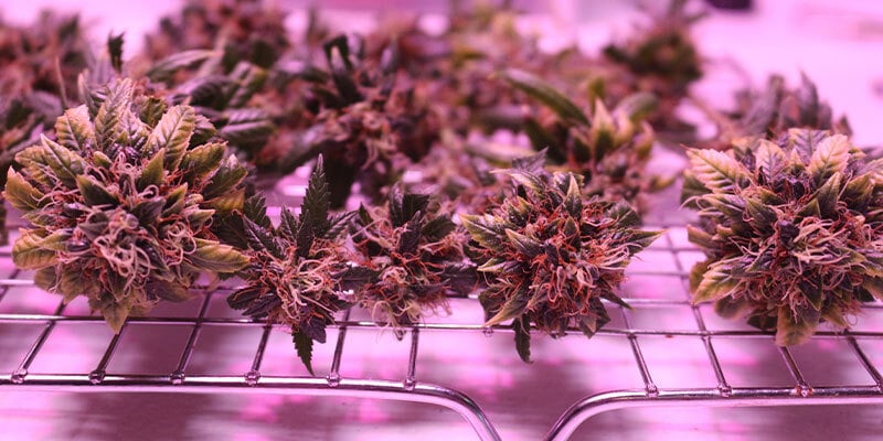 Utilisation d’un plateau de séchage à cannabis