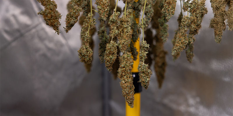 Pourquoi faut-il sécher le cannabis ?