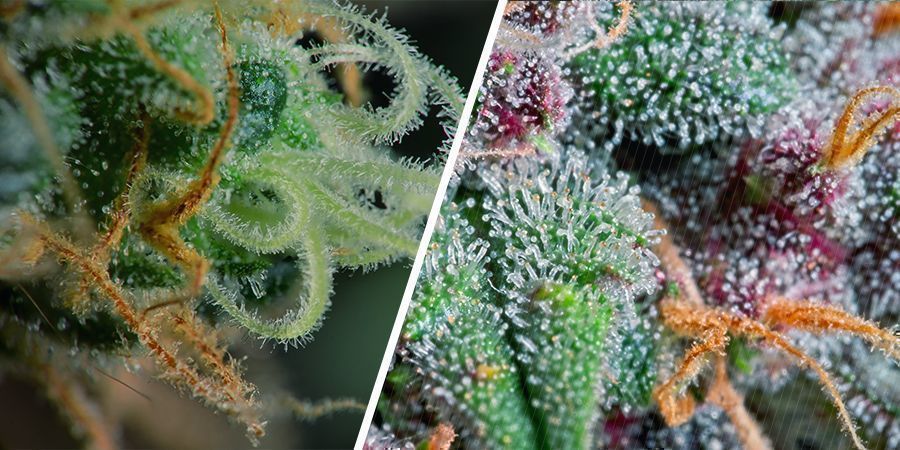 LES TYPES DE TRICHOMES