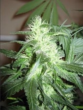 ICE Nirvana Seeds ICE Nirvana Seeds