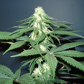 Master Kush Nirvana Master Kush Nirvana