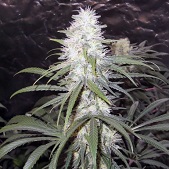 Sterling Haze Nirvana Sterling Haze Nirvana