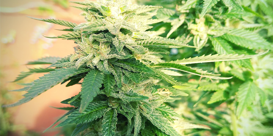 White Widow Féminisée (Zamnesia Seeds)