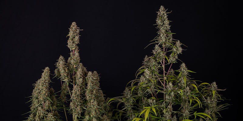 Watermelon Candy F1 Zamnesia Seeds