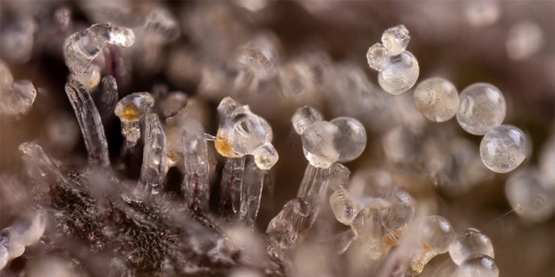 Trichomes