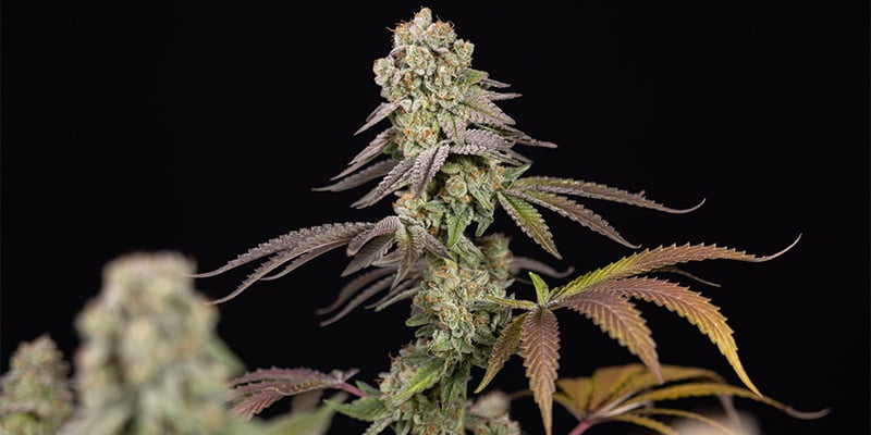 LA Kush Cake tête
