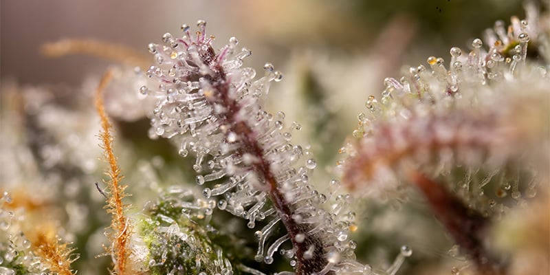 LA Kush Cake trichomes