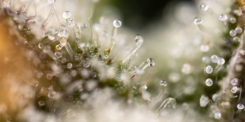 Gush Mintz trichomes