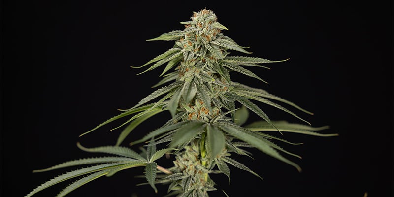 Lemon Cherry Gelato