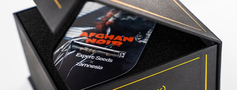 Génétique d’Afghan Noir : Afghani x Sirius Black Génétique d’Afghan Noir : Afghani x Sirius Black
