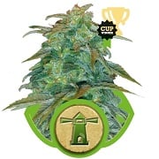 Royal Haze Automatic Royal Queen Seeds Royal Haze Automatic