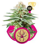 Greenhouse Seeds Super Silver Haze Greenhouse Seeds Super Silver Haze