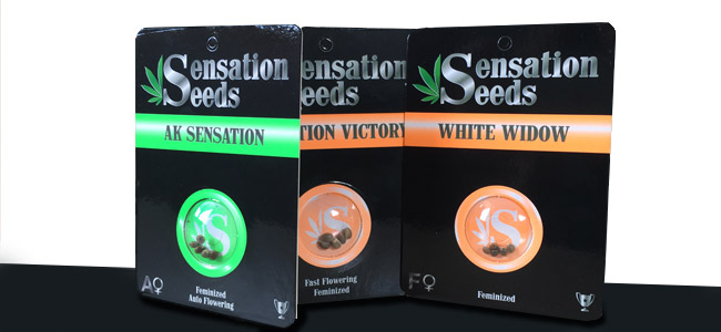 Emballage de Sensation Seeds Emballage de Sensation Seeds