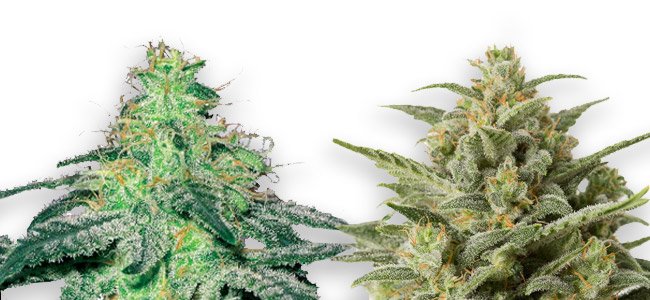 White Widow Sensation White Widow Sensation