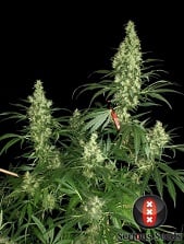 Kalimist feminized Serious Seeds Kalimist feminized Serious Seeds