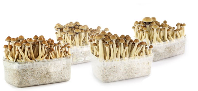 Supa Gro champignons magique Supa Gro champignons magique