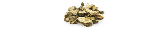 Psilocybe Hollandia