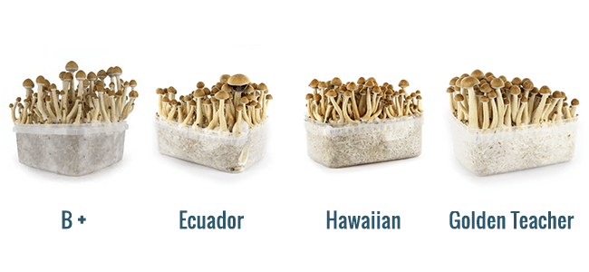 Top 10 Champignon Magiques