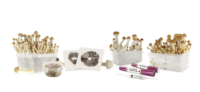 Shroomshop Shroomshop