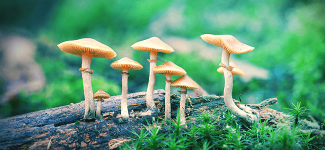 QUE SONT LES CHAMPIGNONS MAGIQUES ?