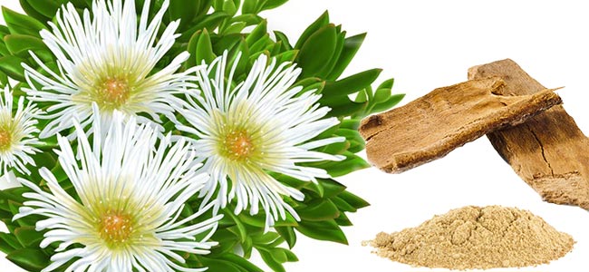 Kanna (Sceletium Tortuosum) Kanna (Sceletium Tortuosum)