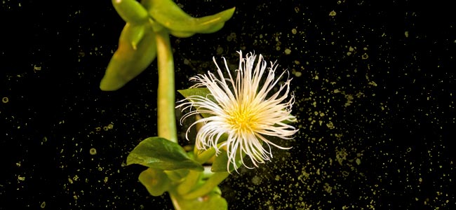 La Plante Sceletium Tortuosum La Plante Sceletium Tortuosum