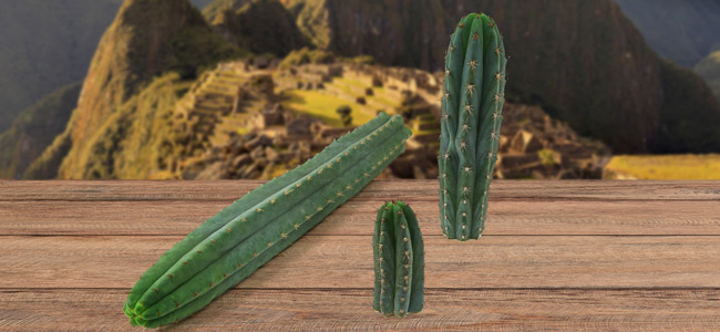 Torche Péruvienne (Echinopsis peruviana) Torche Péruvienne (Echinopsis peruviana)